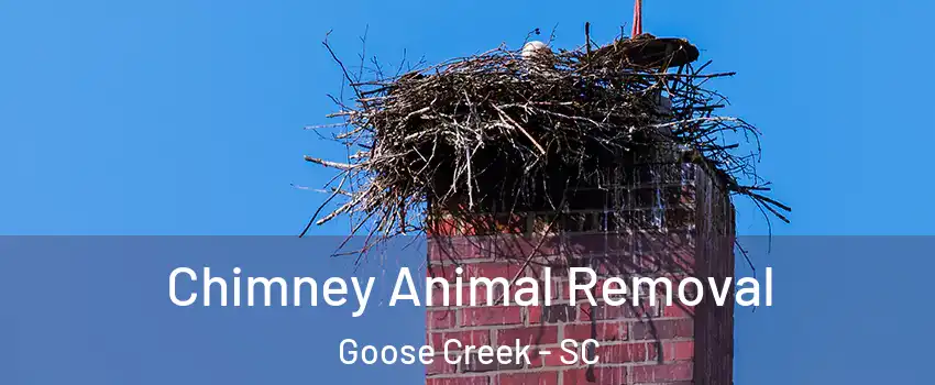 Chimney Animal Removal Goose Creek - SC