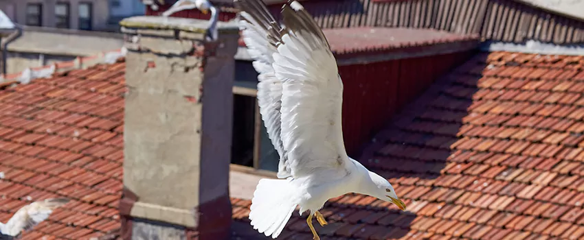 Residential Chimney Animal Removal Solution in Goose Creek, SC