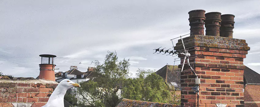 Chimney Cleaning And Restoration in Goose Creek, South Carolina